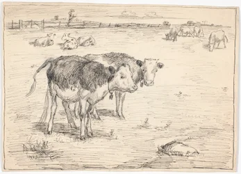 Néhány borjú "Fladen", Saltholmban