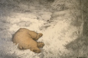 A medve alszik az áfonyás kánikulában.