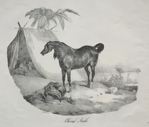 Arab ló