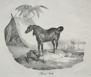 Arab ló