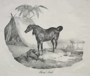 arab ló.
