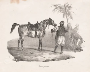 Egyiptomi kanca
