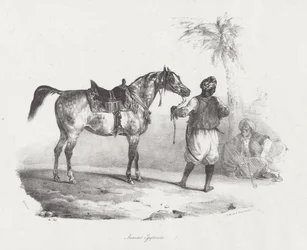 Egyiptomi kanca (An Egyptian Mare)