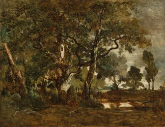 Fontainebleau-i erdő, magas fák csoportja a Clair-Bois síkságra néző Bas-Bréau szélénél