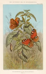 A nappali pávaszem metamorfózisai, 1888