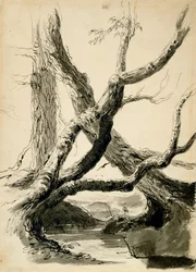 Vázlat a fatörzsekről, 1825-40 körül (fekete tinta, toll, mosás és ceruza fehér papíron)