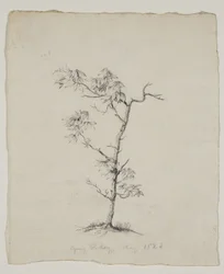 Fiatal Hickory