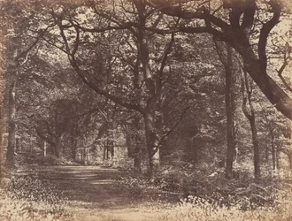 Wood-scene, Norton, Cheshire, 1856.