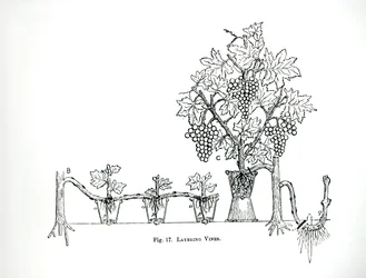 Layering vines, Thomas Mawson „The Art and Craft of Garden Making”, 1900-ban megjelent (metszet) (f/w fotó)