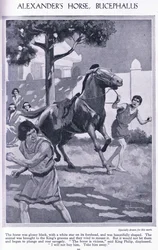 Alexandrosz lova, Bukephalosz: a ló fényes fekete volt, homlokán fehér csillaggal, kb. 1950