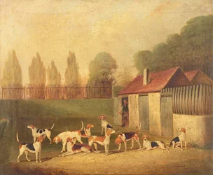 Rókakutyák egy kenneludvarban