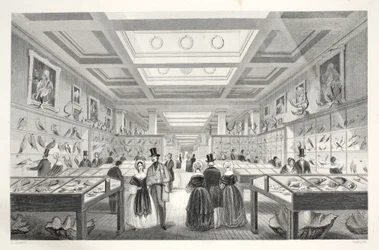 British Museum, Zoological Gallery, a „London Interiors with their Costumes and Ceremonies” pubból. Joseph Mead, London, 1843 körül (acélmetszet)