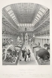 Hunterian Museum, Royal College of Surgeons, a „London Interiors with their Costumes and Ceremonies” kocsmából. Joseph Mead, London, 1843 körül (acélmetszet)