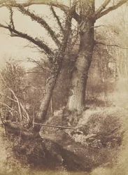 Fák, 1854-57.