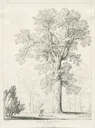 Blithfield - King Oak : toll- és tusrajz