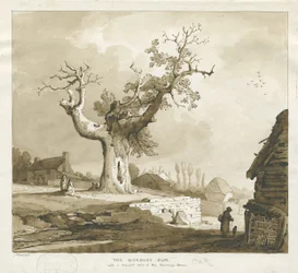 Norbury Village – „The Norbury Elm”: szépia mosás rajza