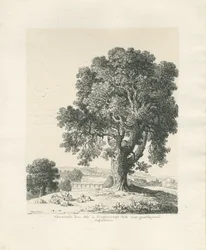 Shugborough Park - Ash Tree: toll- és tusrajz