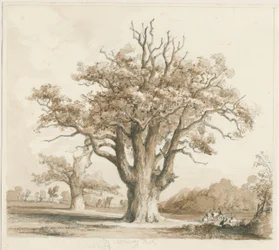 Teddesley Hall – Oak Trees: ceruza- és mosórajz, nd [1842. nov.]