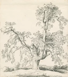 Tutbury – „Wych Elm”: toll- és tusrajz