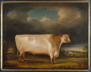 Üstökös, könnyed, rövidszarvú bika tájban, 1811