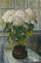 Hortenzia