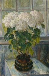 Hortenzia