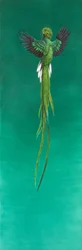 Quetzal (akvarell és gouache papíron)