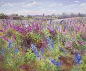 Delphinium mező és templom