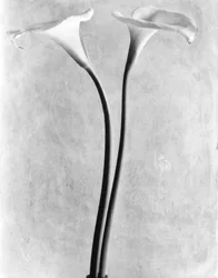 Calla Lilies, Mexikóváros, 1925
