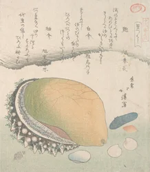 Awabi Ear-Shell és különféle kagylók, 19. század.