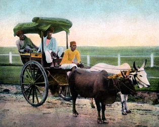 Bombay reckla, India, 20. század eleje