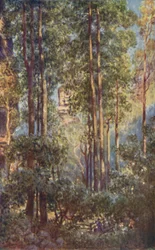 Egy Bush-völgy Új-Dél-Walesben, 1923.