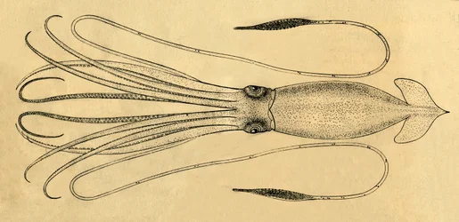 Az óriás tintahal diagramja, 1881.