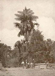 Talipot pálma virágban, 1900.