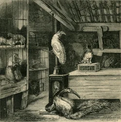 Vadállat bolt, 1873.
