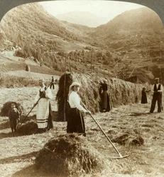Egy farmercsalád szénát készít egy napsütötte mezőn a hegyek között, Roldal, Norvégia, c1905.