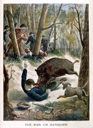 Vaddisznó által megölt vadász, 1901
