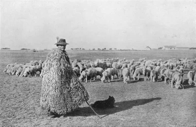 Tipikus pásztor és nyája Magyarország síkvidékén, 1915