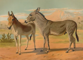 Abesszin vad hím szamár és nőstény indián onager, 1879.