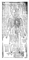 Akupunktúrás táblázat a test elülső részére, japán, 19. század