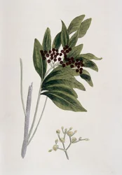 szegfűbors, 1823