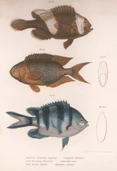 Amphiprion bifasciatus. Pomacentris pavo. Glyphisodo, 1850-es évek körül