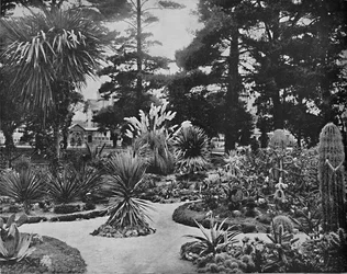 Arizona kert. Monterey, Cal., 1897.