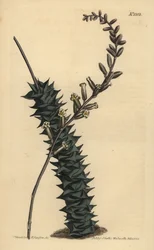 Astroloba foliolosa (Kislevelű aloe, Aloe foliolosa)