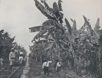 Banánültetvény, 1924