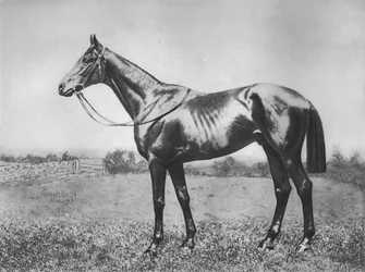Fekete nyíl, 1911