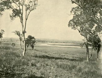 Fekete Hattyú-lagúna, Warwick közelében, Queensland, 1901