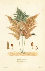 Korpás vagy közönséges fékpáfrány, Pteridium aquilinum, Pteris aquilina, Pteride aquiline