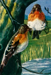 Bramblings, 1928.