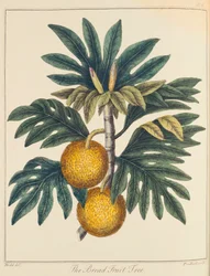Artocarpus vágott kenyérgyümölcs, c1798